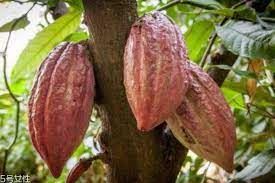 TOP 3 Countries Producing Cacao